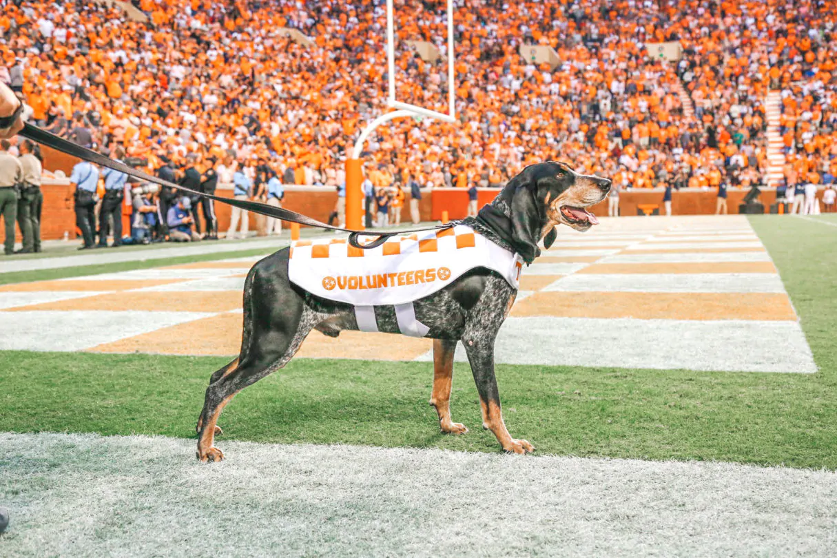 The History of 14 SEC Mascots and Nicknames News 2aDays News