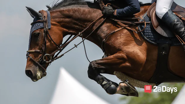 How to Get Recruited for College Equestrian -  A Complete Guide for High School Riders